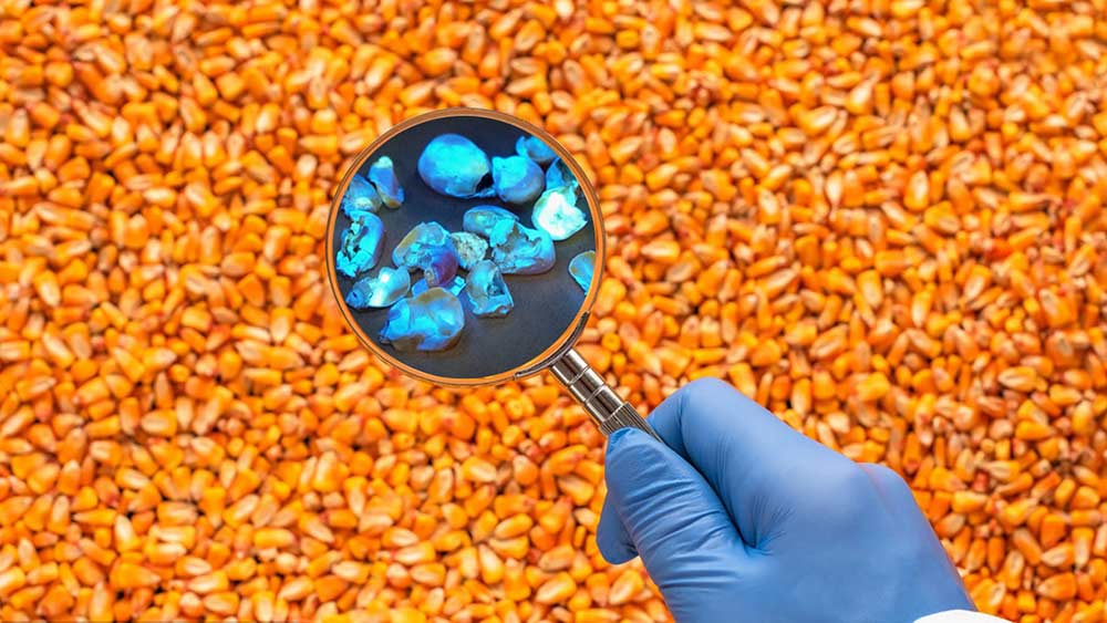 máquina de classificação de aflatoxina de milho
