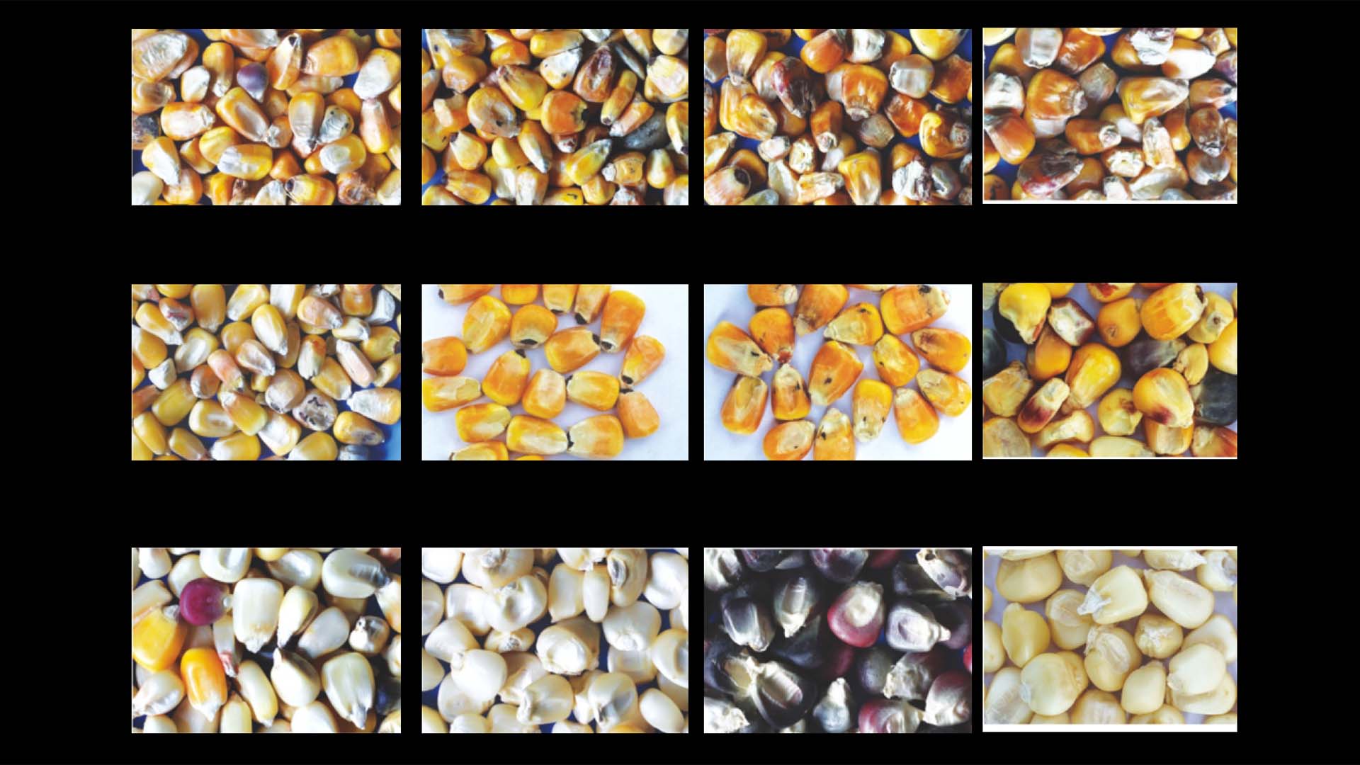 Classificador de cores de milho AMD